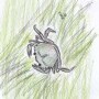 small_crab.jpeg