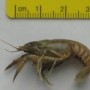 small_exemplar_decapoda_crayfish.jpg
