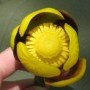 small_exemplar_nuphar_variegata.jpg