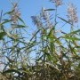 small_exemplar_phragmites_australis.jpg