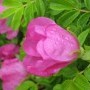 small_exemplar_rosa_rugosa.jpg